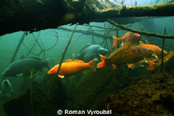 . by Roman Vyroubal 